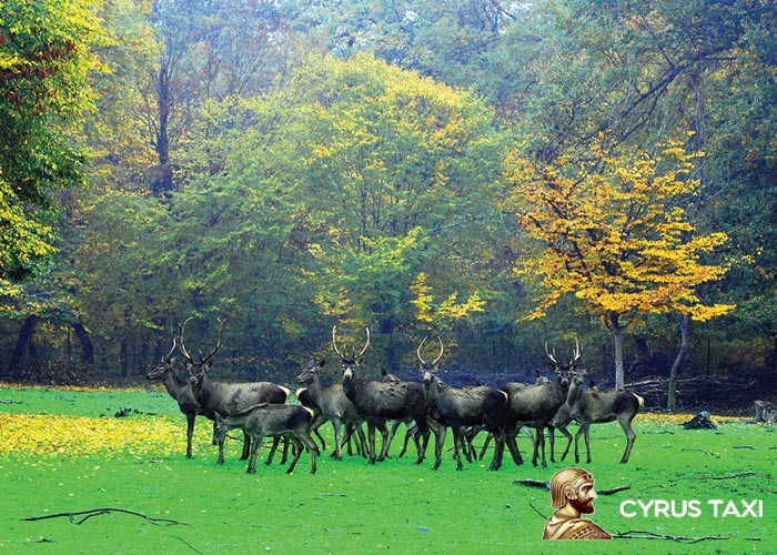پارک ملی گلستان از جاذبه های گرگان
