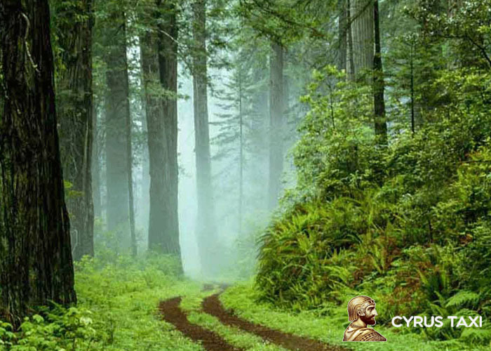 نوشهر را می توان از جاهای گردشگری سرسبز ایران دانست.