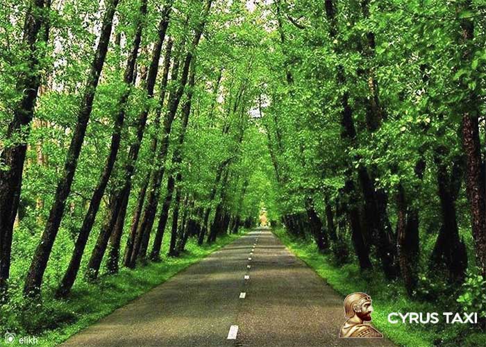 بهترین جنگل های گیلان برای کمپ کجاست؟