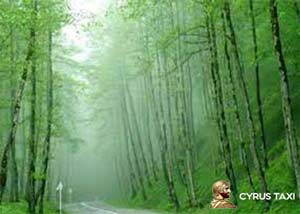 جنگل های اطراف رشت