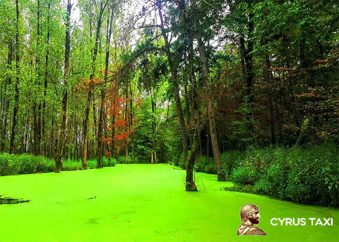 جنگل های اطراف رشت