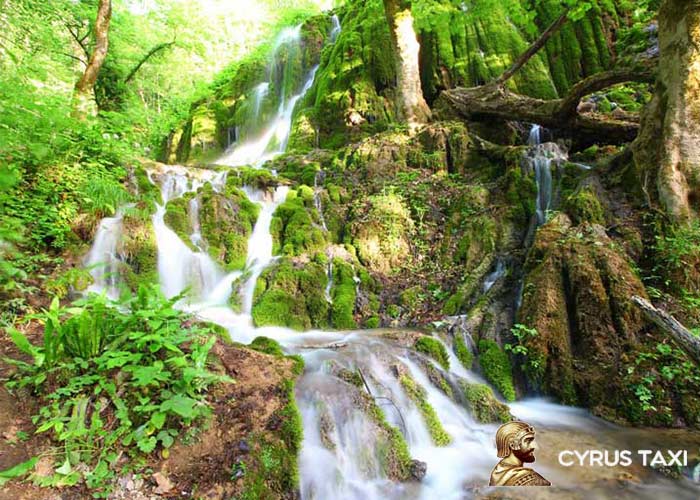 جنگل راش سوادکوه جنگل راش