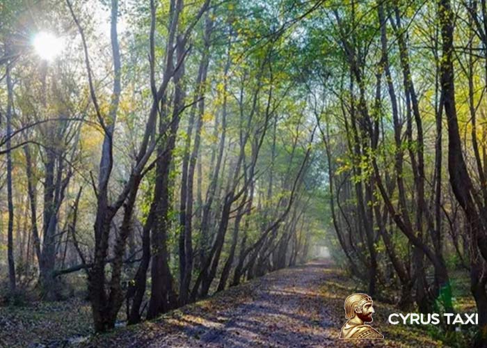 پارک جنگلی نور پارک جنگلی نور